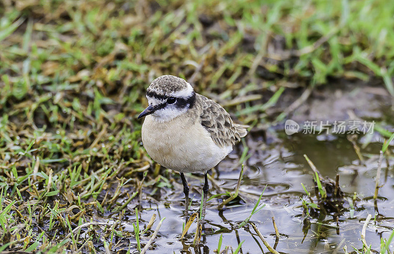 基特利茨鸻(Charadrius pecuarius)是一种小型鸻，在撒哈拉以南非洲、马达加斯加和尼罗河三角洲的大部分地区都有发现。肯尼亚安博塞利国家公园。鸻形目。